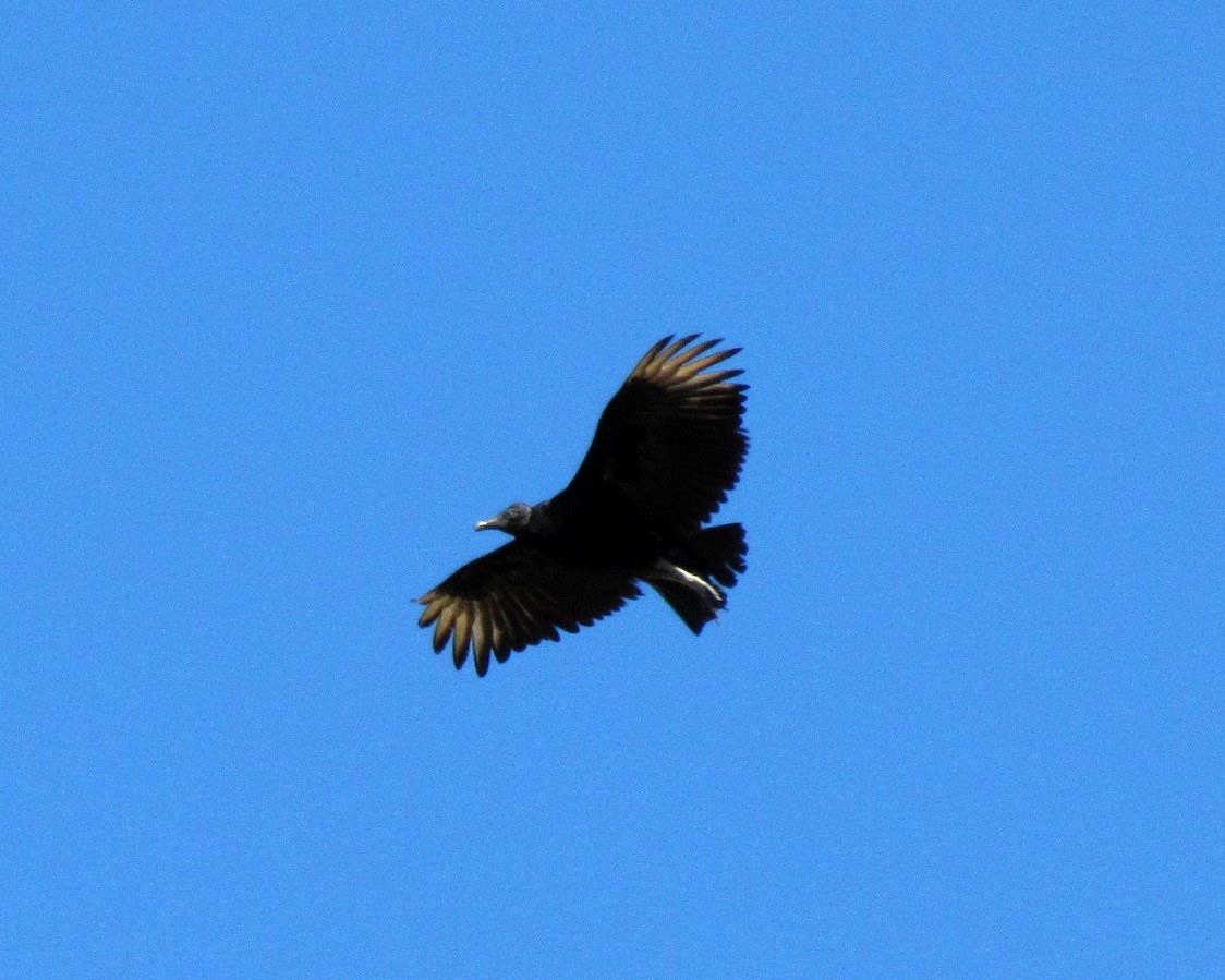 Black Vulture - Carlos Calimares