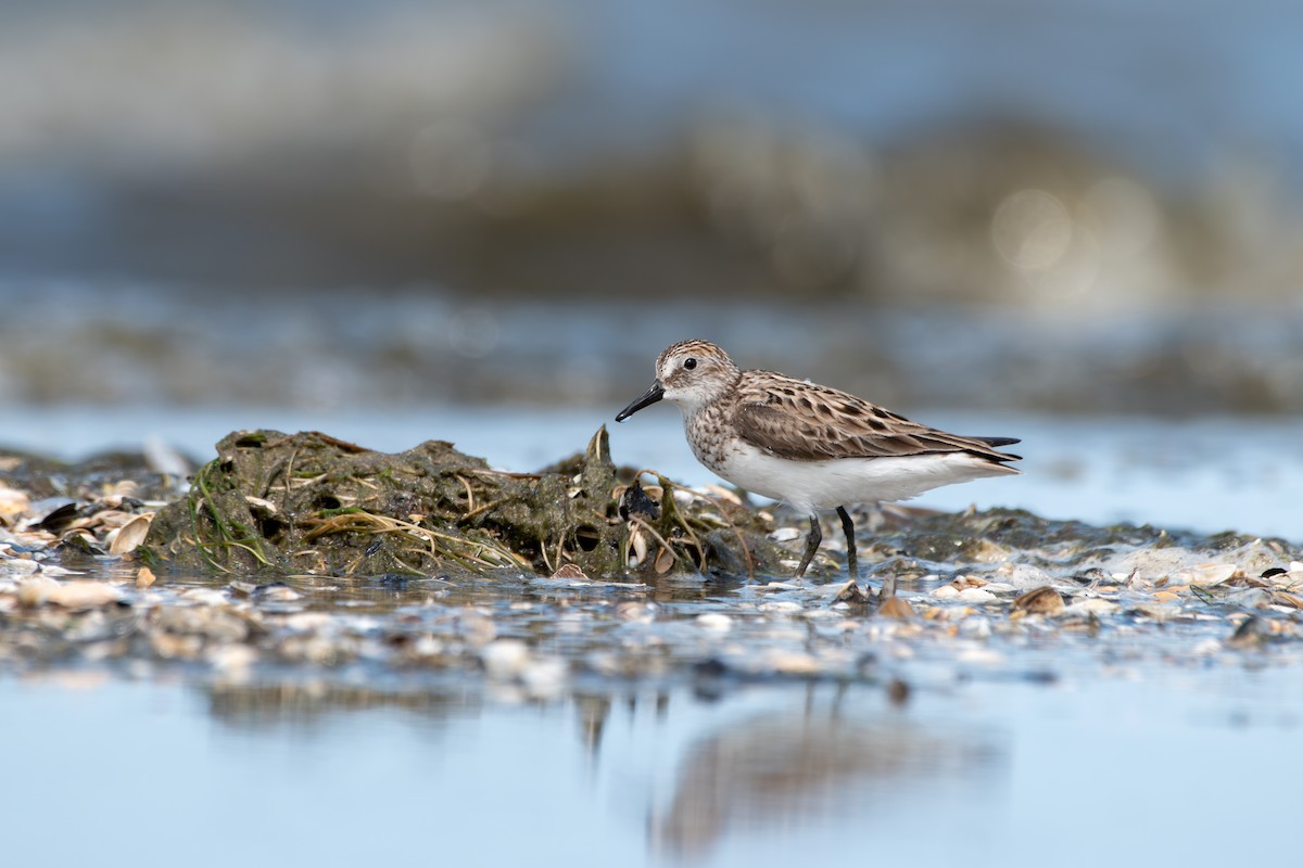 Semipalmated Sandpiper - ML620674561