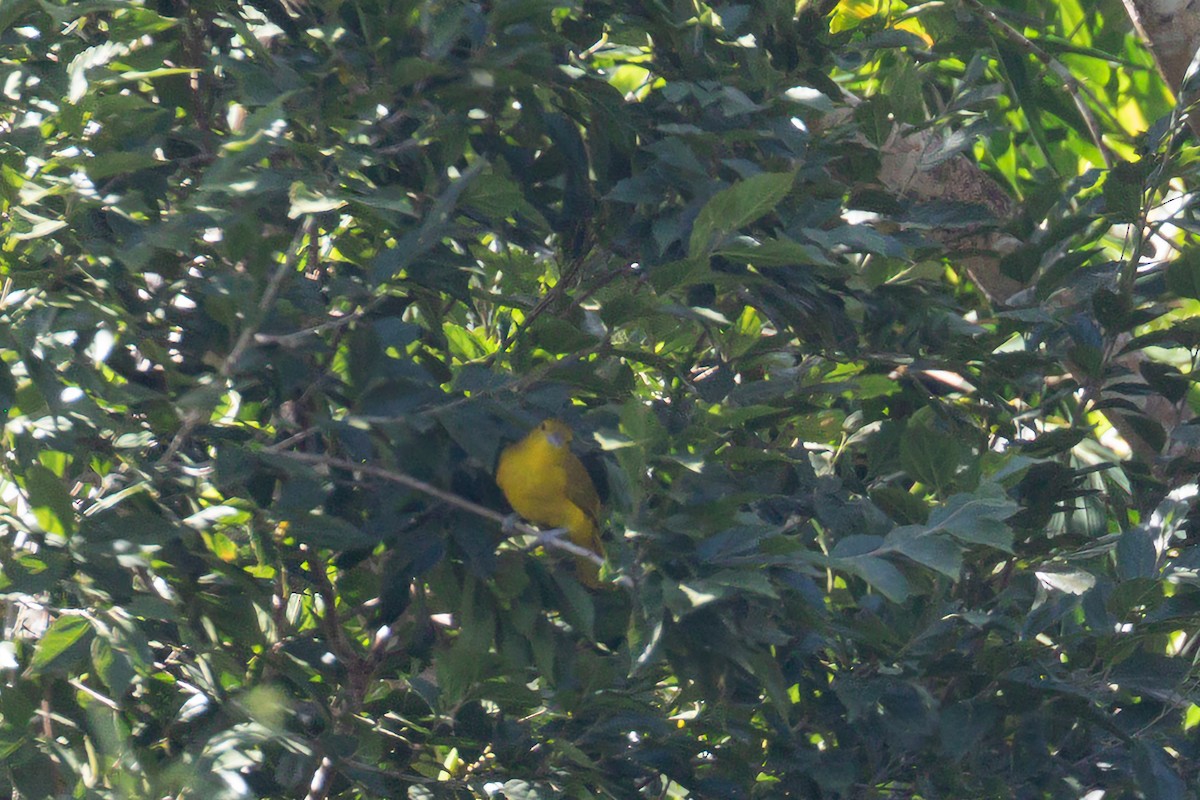 Isabela Oriole - ML620674563