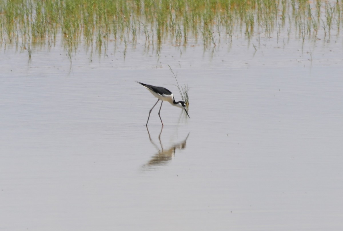 Black-necked Stilt - "Chia" Cory Chiappone ⚡️