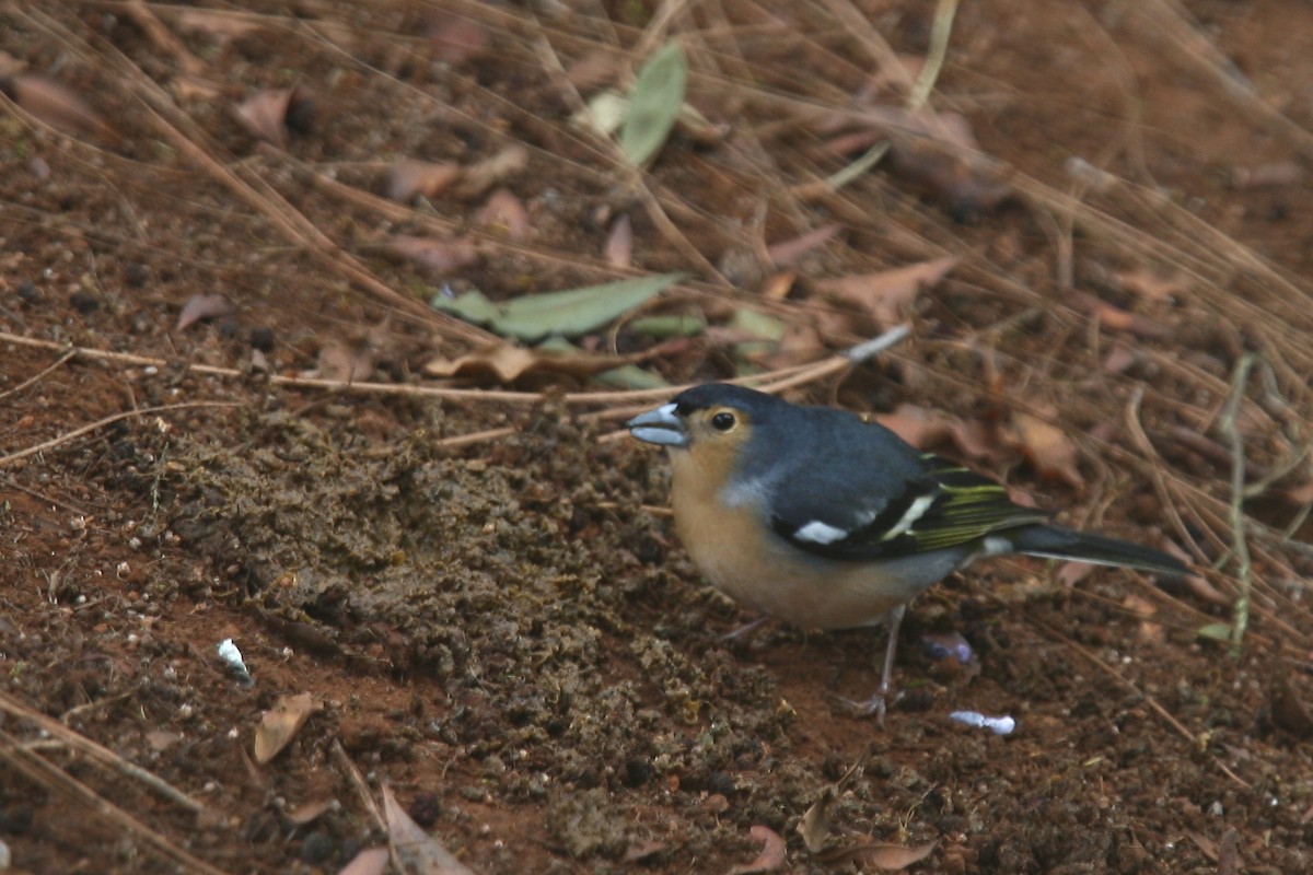Canary Islands Chaffinch (Canary Is.) - ML620674567