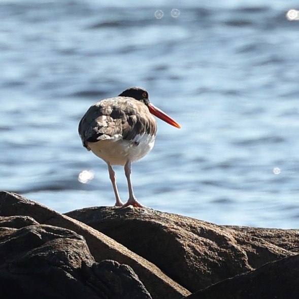 American Oystercatcher - ML620674569