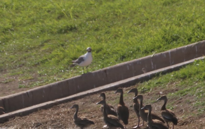 Laughing Gull - ML620674570