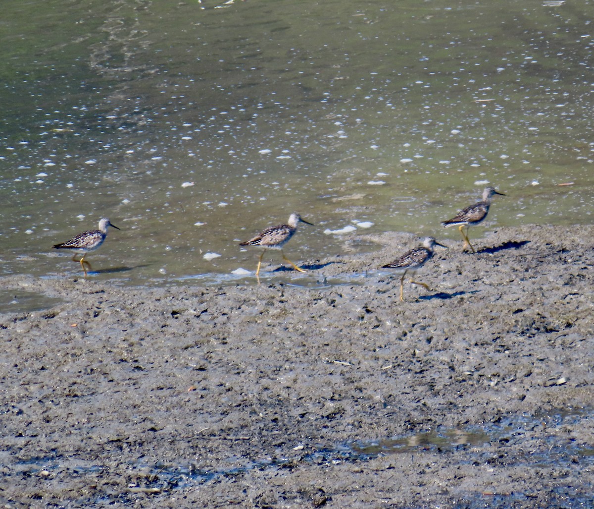 Greater Yellowlegs - ML620674571