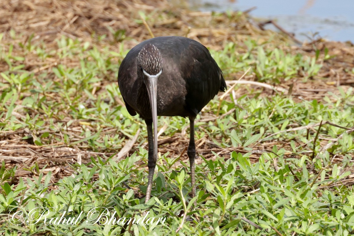 Glossy Ibis - ML620674574