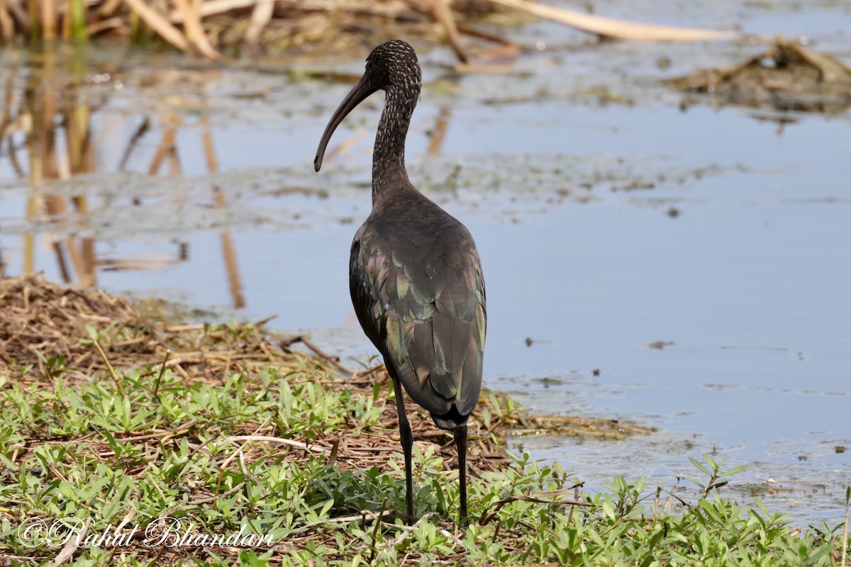 Glossy Ibis - ML620674577