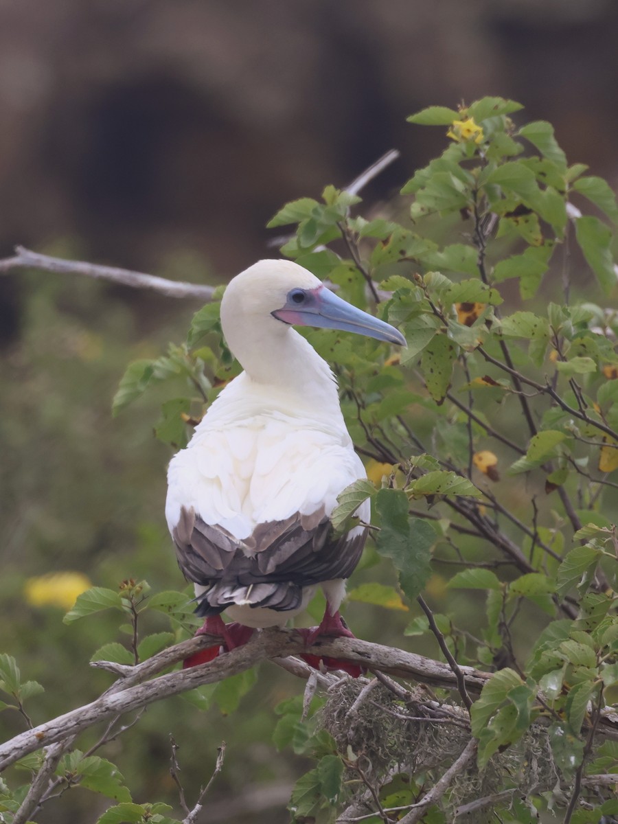 Red-footed Booby - ML620674579