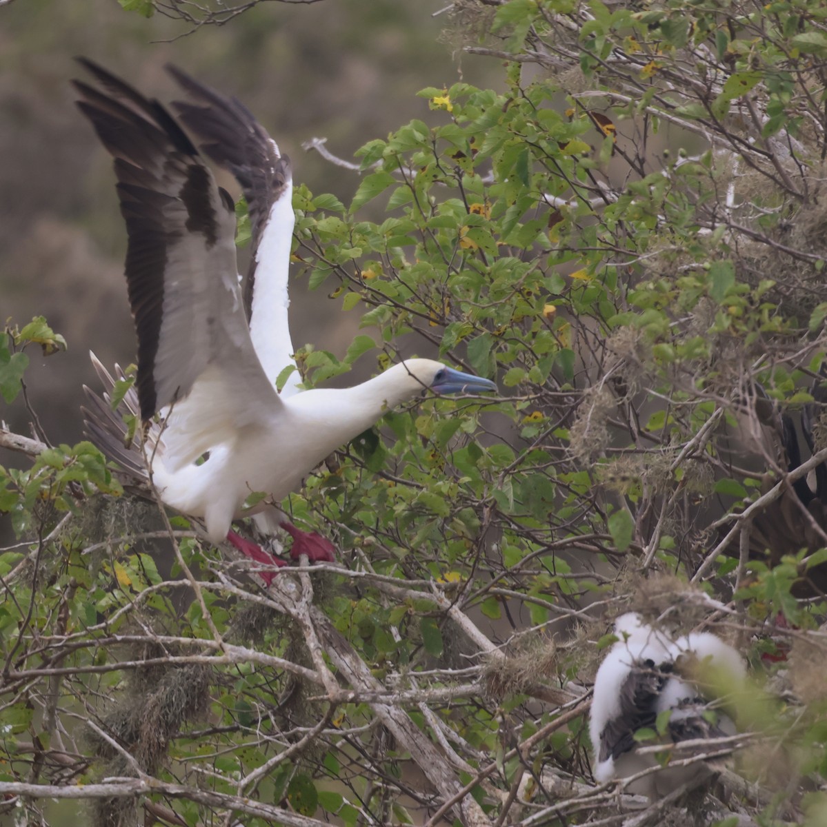 Red-footed Booby - ML620674580