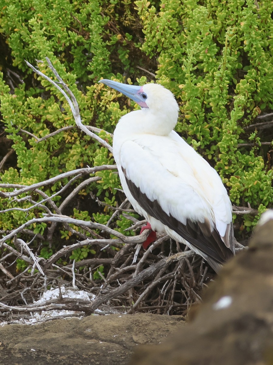 Red-footed Booby - ML620674581