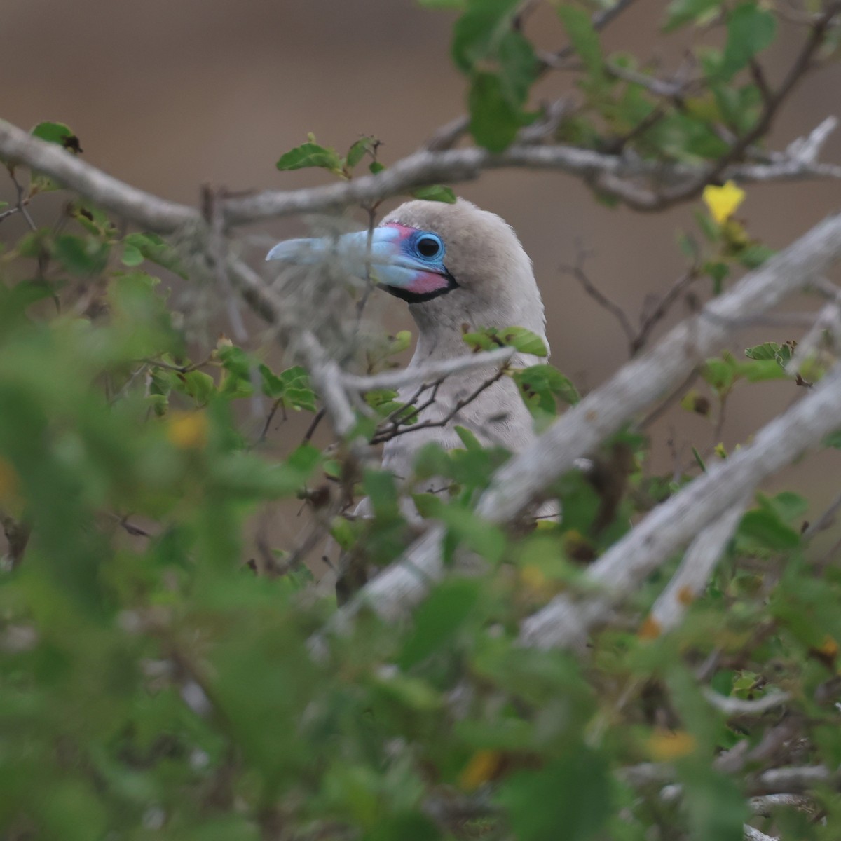 Red-footed Booby - ML620674582