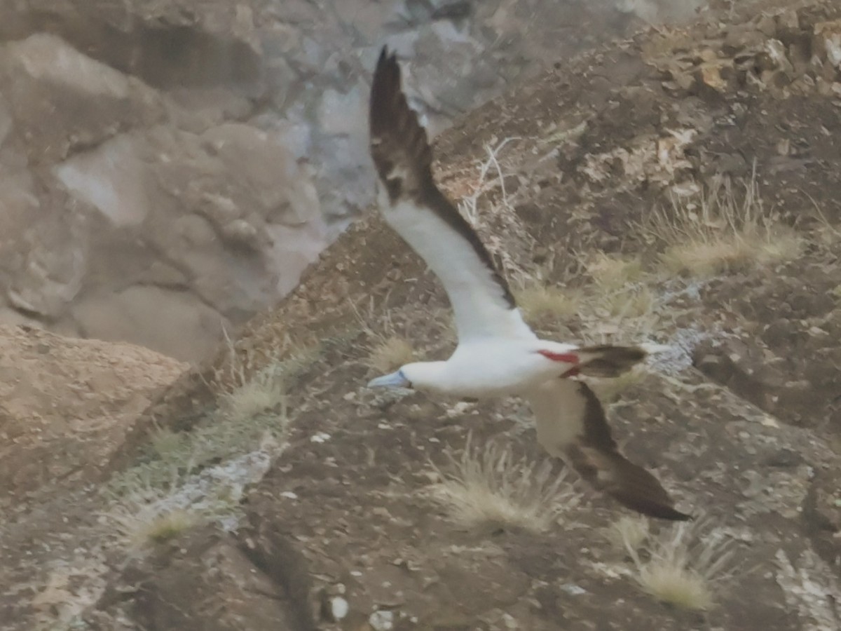 Red-footed Booby - ML620674583