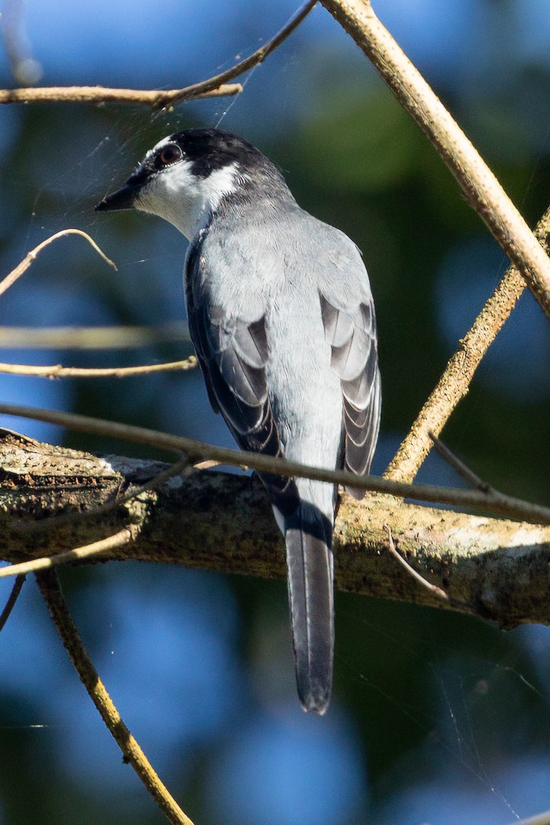 Ashy Minivet - ML620674586