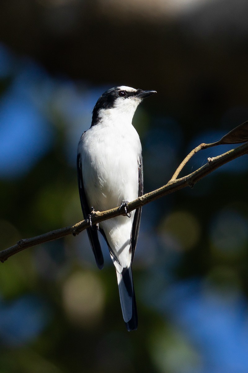 Ashy Minivet - Merlijn van Weerd