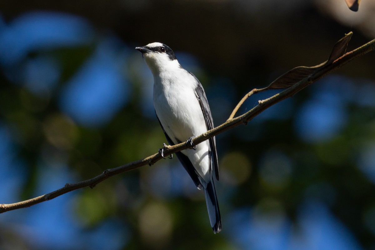 Ashy Minivet - Merlijn van Weerd