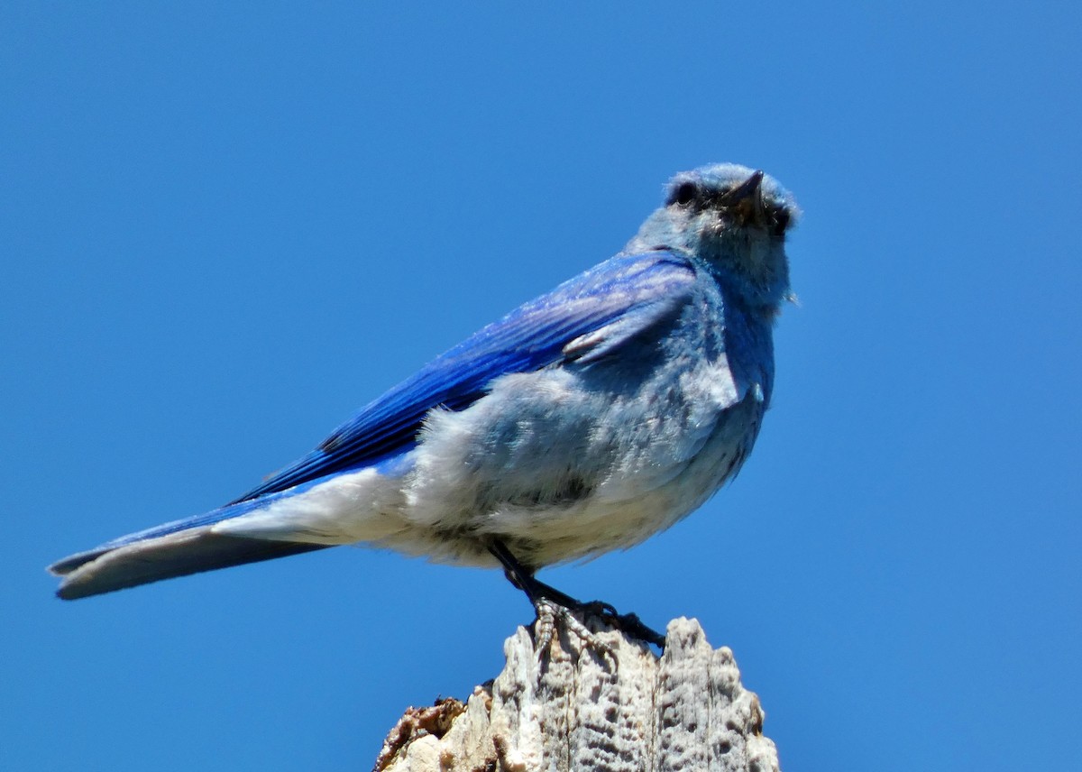 Mountain Bluebird - ML620674589