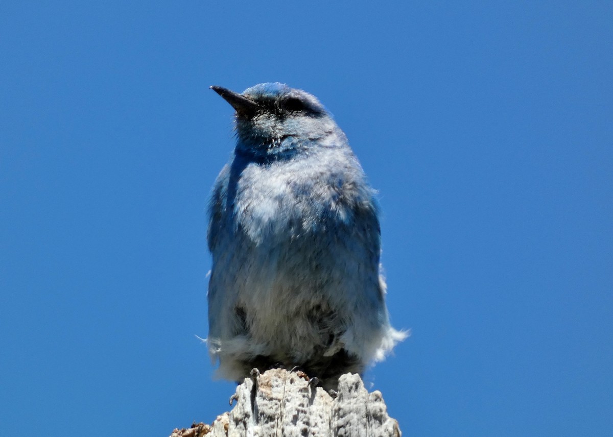 Mountain Bluebird - David Assmann