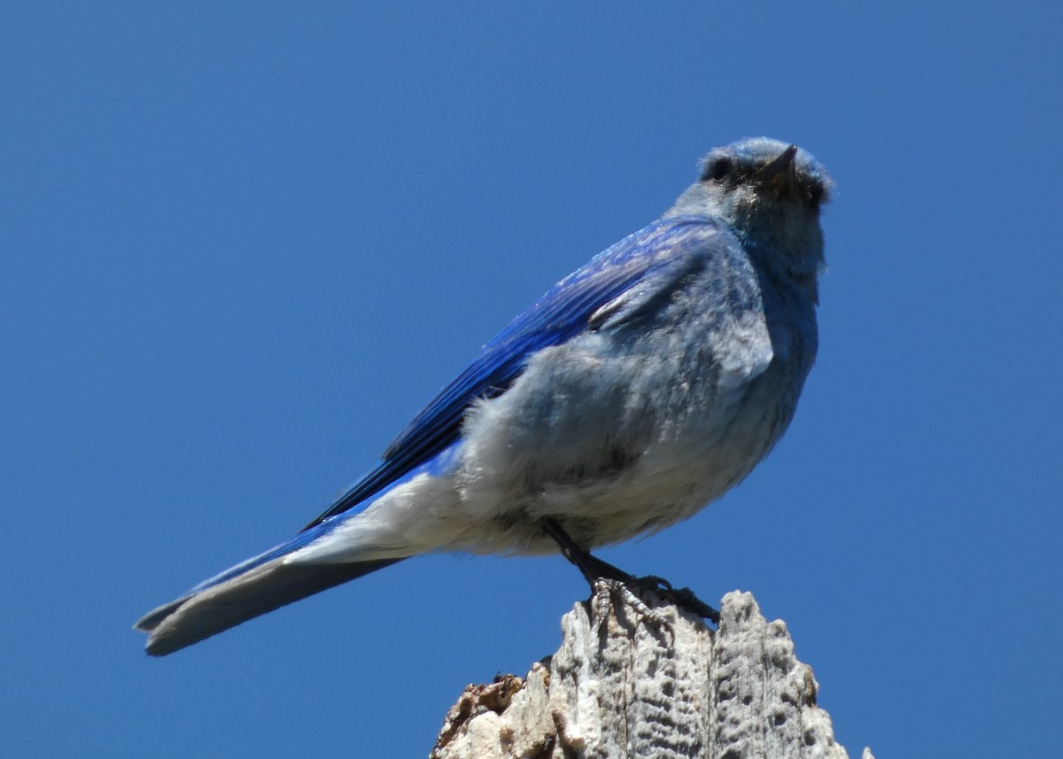 Mountain Bluebird - ML620674593