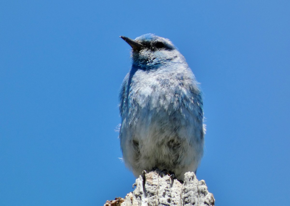 Mountain Bluebird - ML620674594