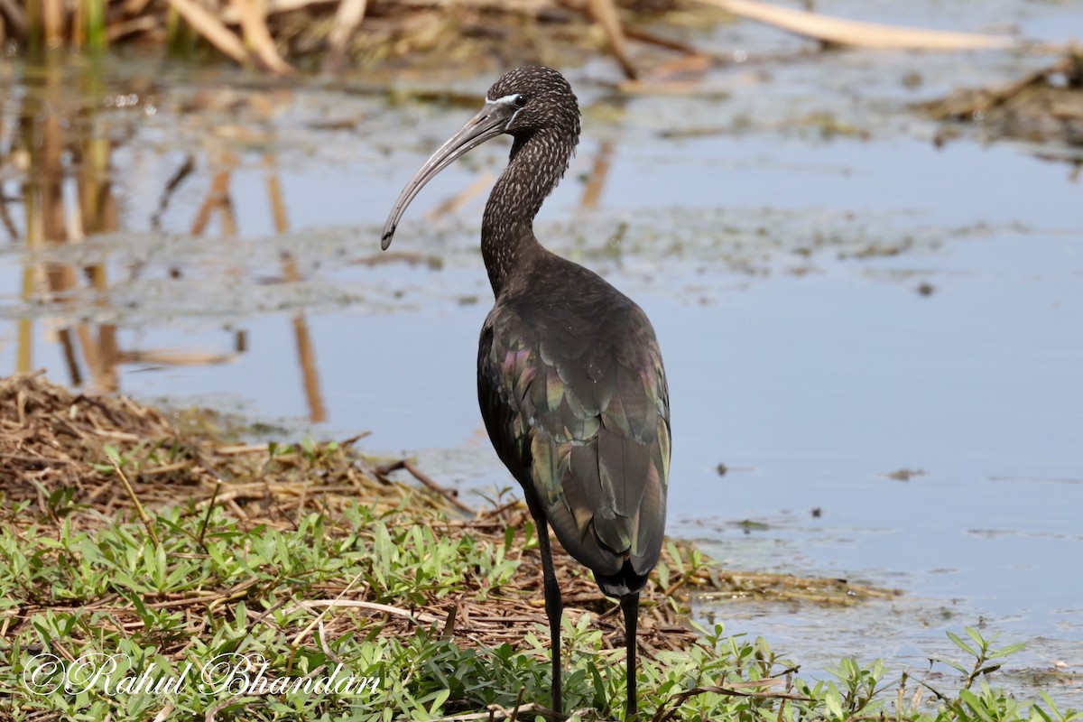 Glossy Ibis - ML620674598