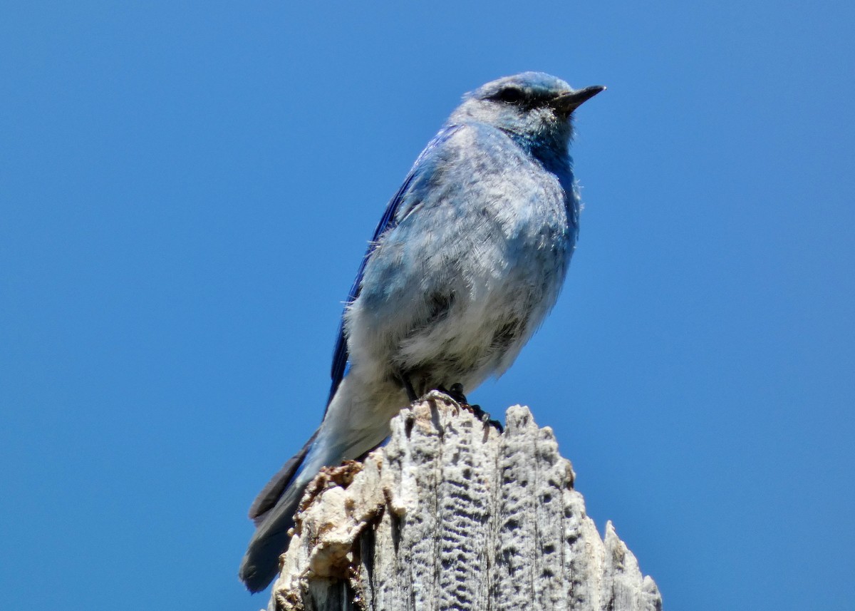 Mountain Bluebird - ML620674599