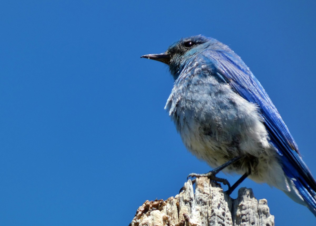 Mountain Bluebird - ML620674600