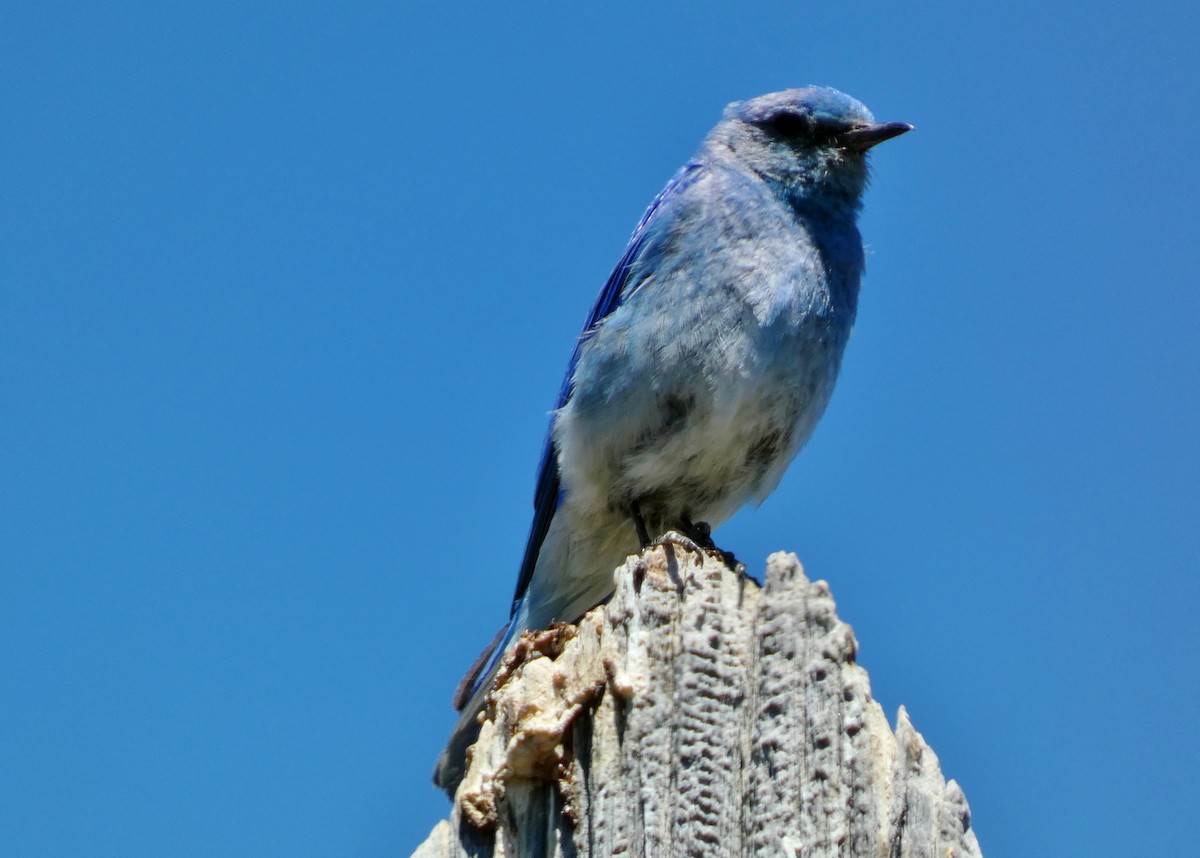 Mountain Bluebird - ML620674601