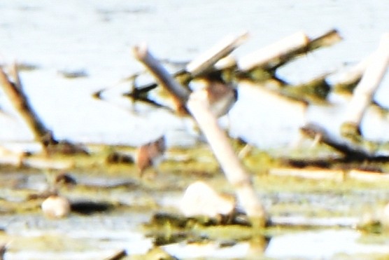 Little Stint - ML620674603