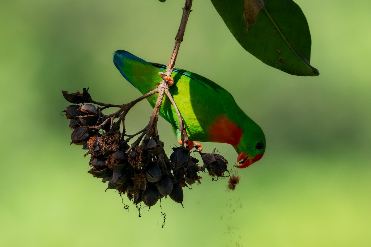 Philippine Hanging-Parrot - Merlijn van Weerd