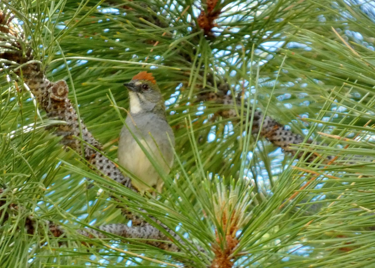 Green-tailed Towhee - ML620674609