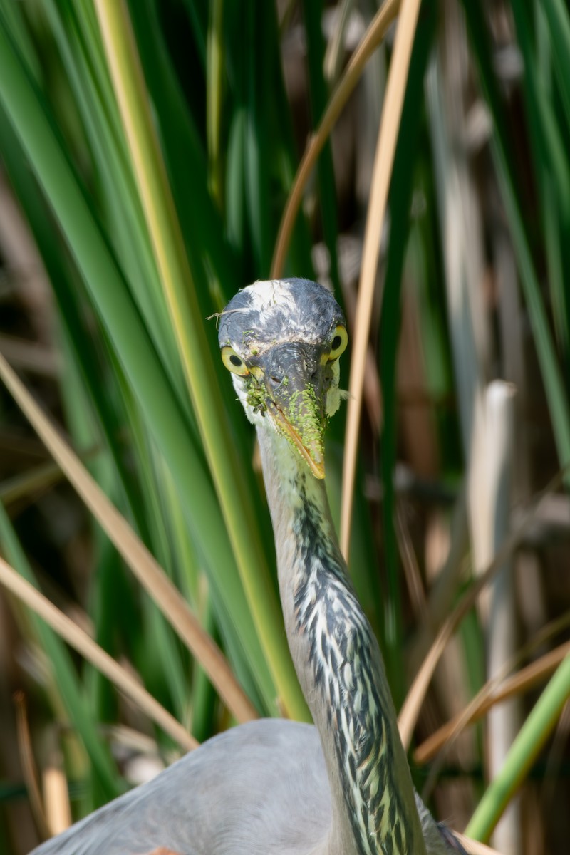 Great Blue Heron - ML620674612