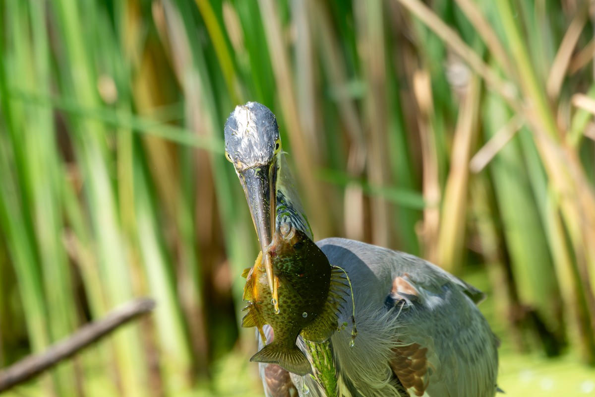 Great Blue Heron - Brendon McCullen