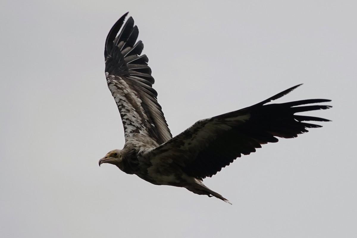 Egyptian Vulture - ML620674617