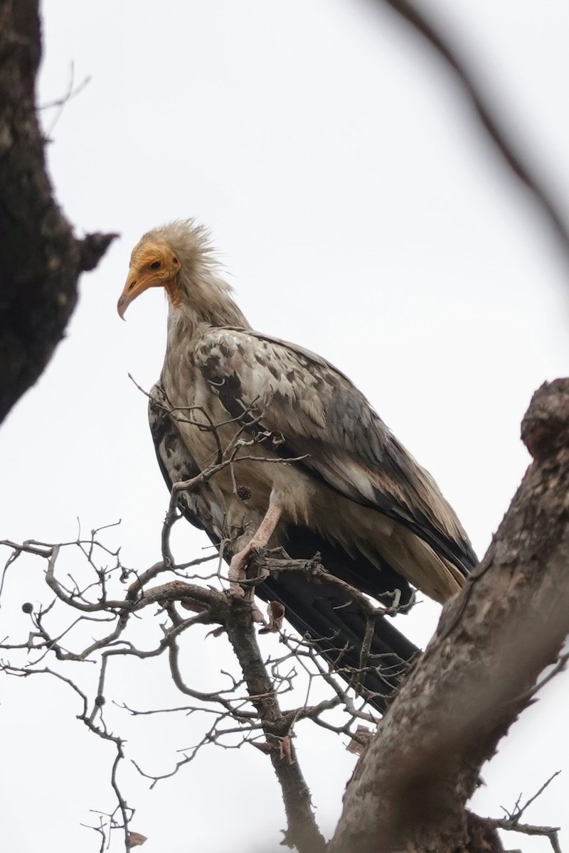 Egyptian Vulture - ML620674620