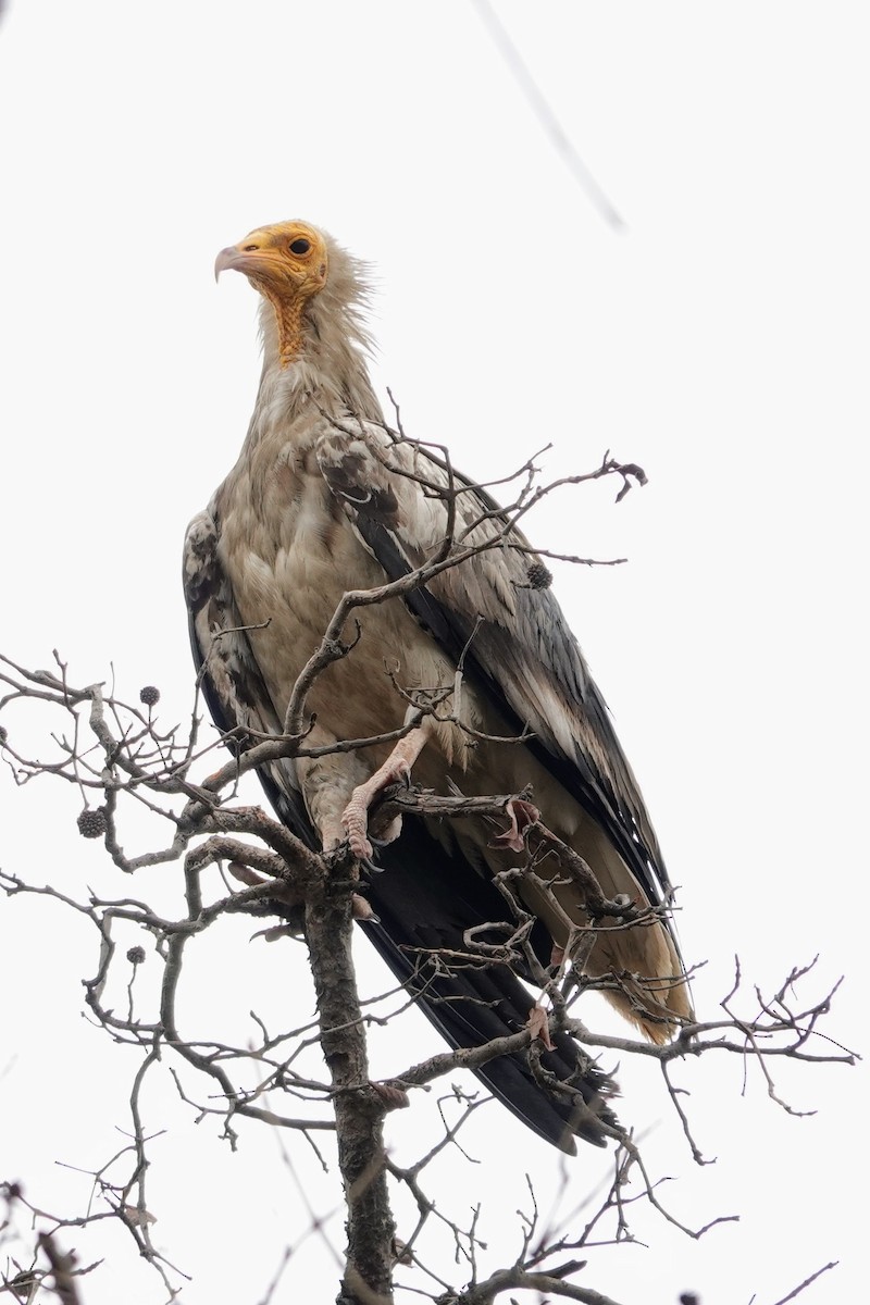 Egyptian Vulture - ML620674621