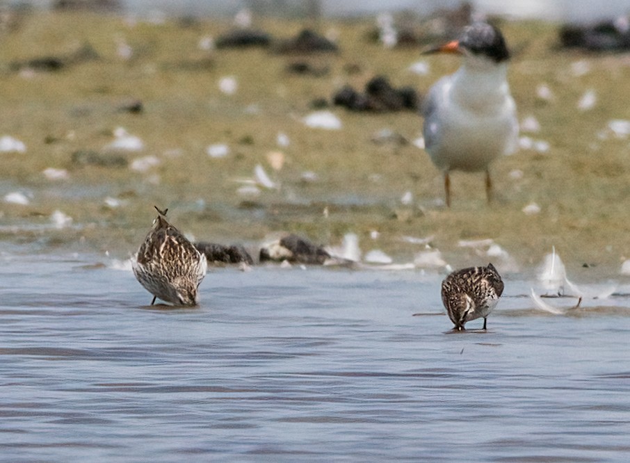 White-rumped Sandpiper - ML620674623