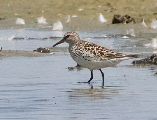 White-rumped Sandpiper - ML620674624