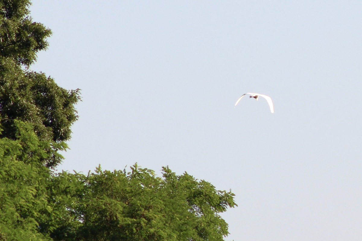 Great Egret - ML620674628