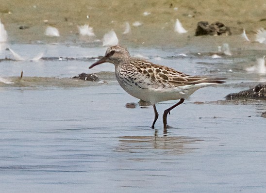 White-rumped Sandpiper - ML620674629