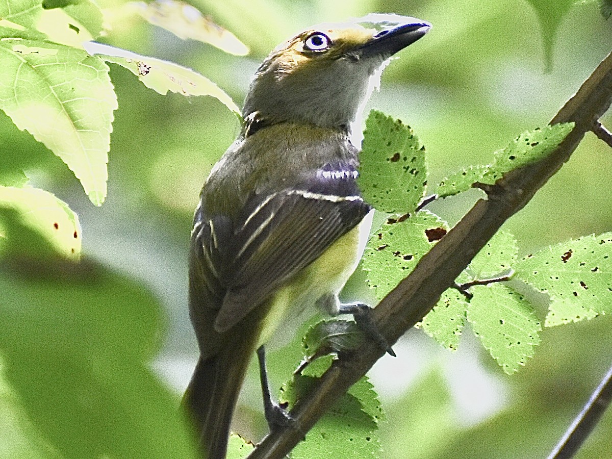 White-eyed Vireo - Darrell Huneycutt