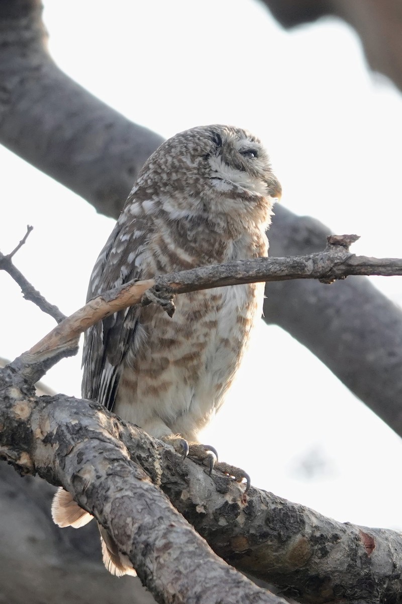 Spotted Owlet - ML620674635