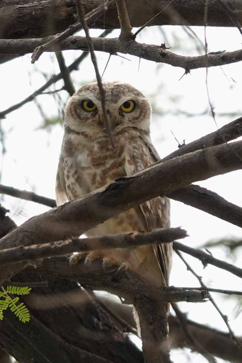 Spotted Owlet - ML620674636