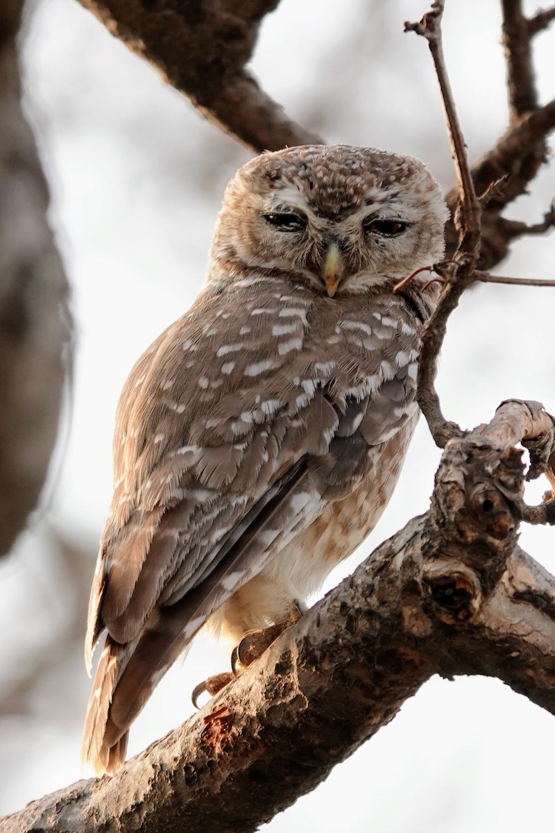 Spotted Owlet - ML620674637