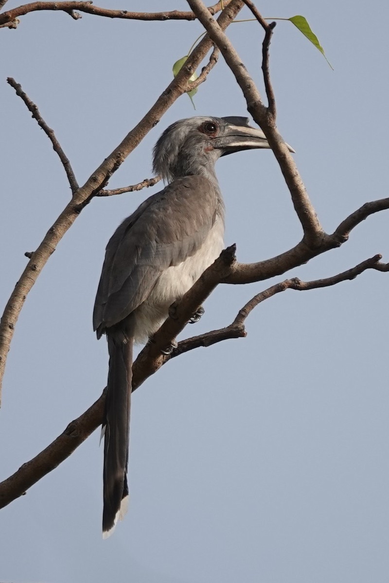 Cálao Gris Indio - ML620674639