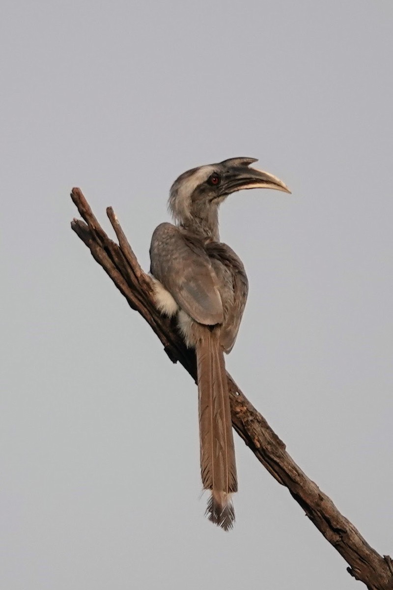 Indian Gray Hornbill - ML620674640