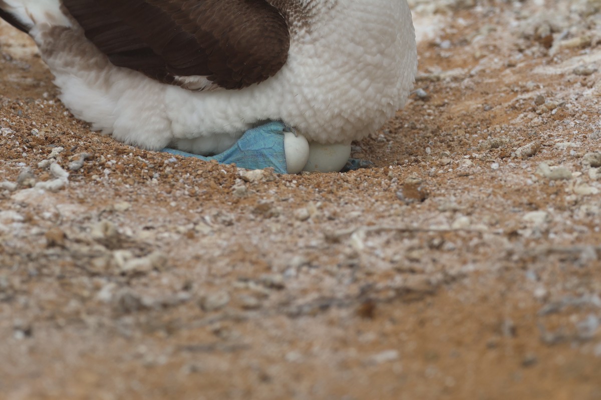 Fou à pieds bleus - ML620674641