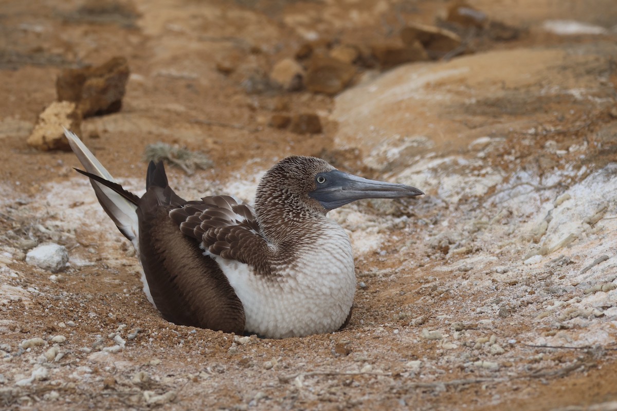Blue-footed Booby - ML620674642