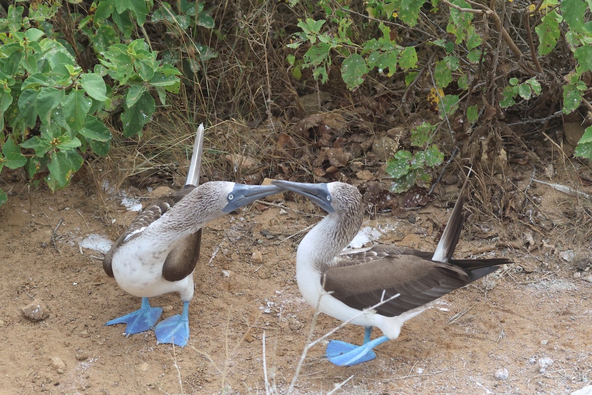 Blue-footed Booby - ML620674643