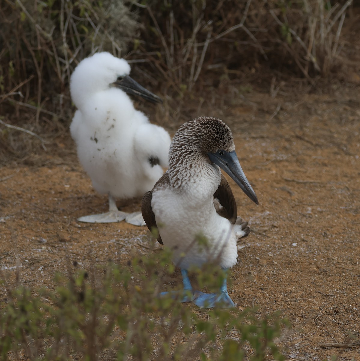 Blue-footed Booby - ML620674644