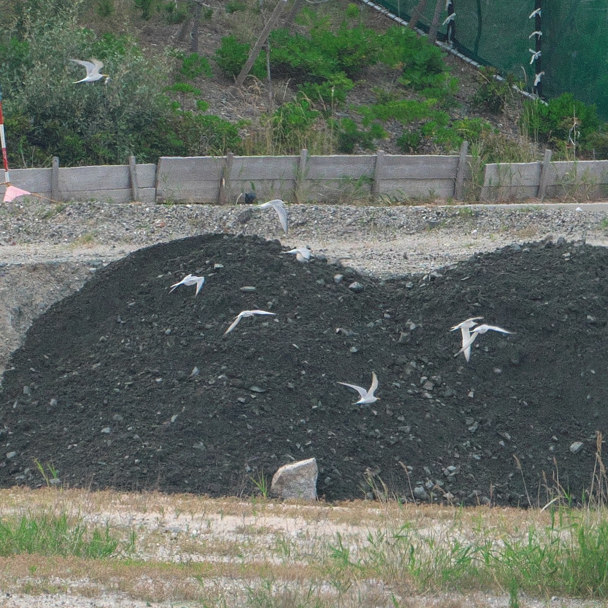 Little Tern - ML620674645