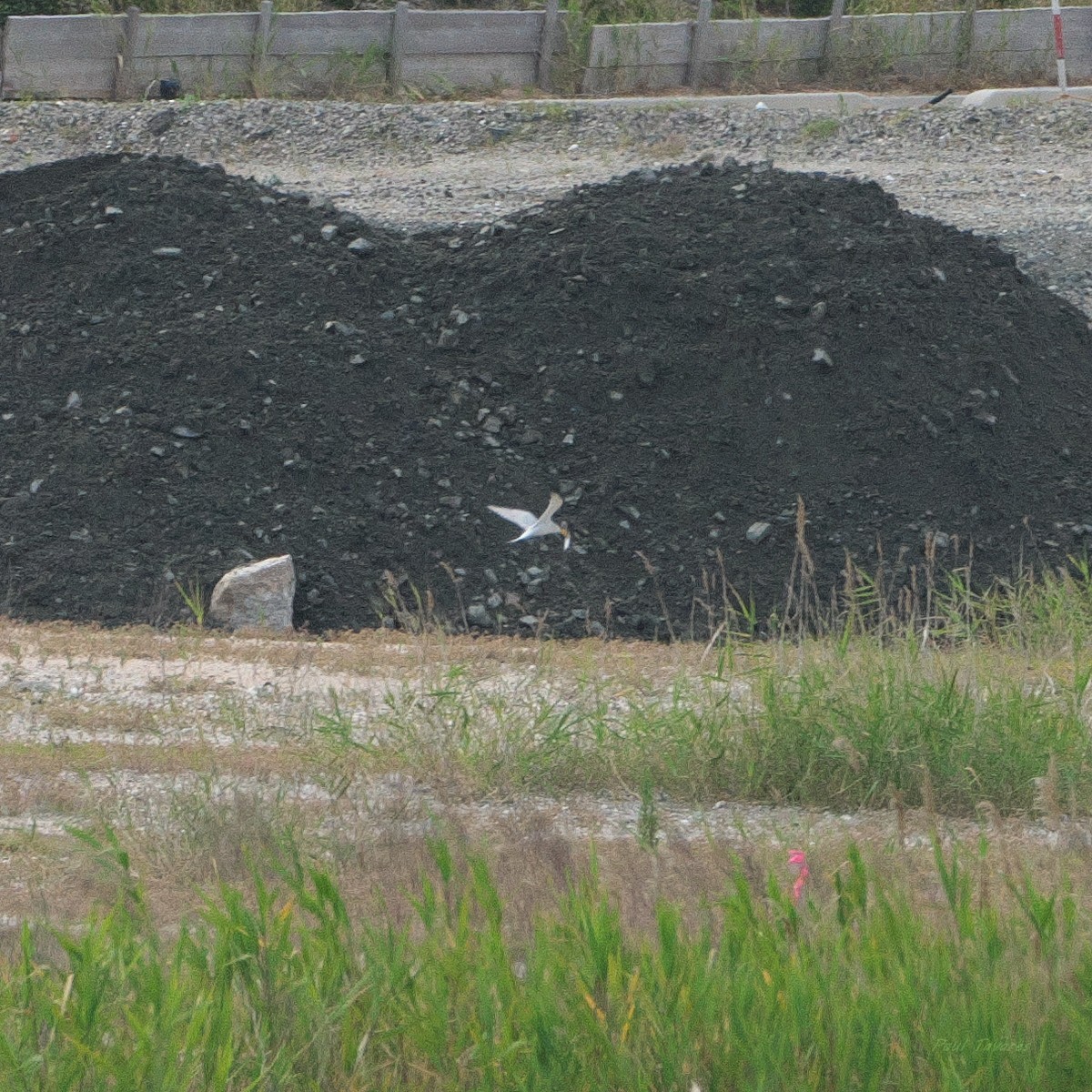 Little Tern - ML620674647